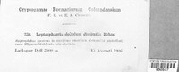 Leptosphaeria doliolum image